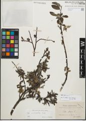 Foto von Salix glauca L.